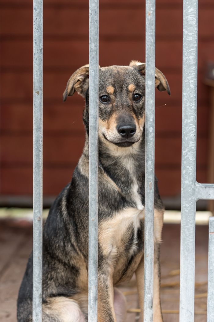 Close-up of a cute dog sitting behind bars, capturing its expression and fur details.