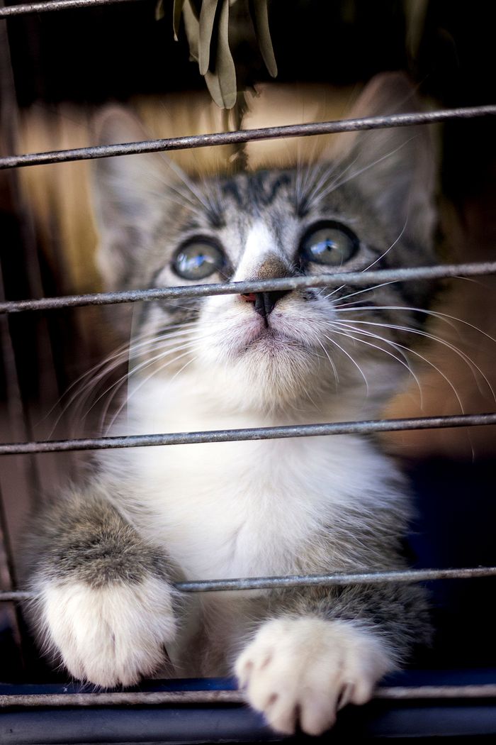 Adorable tabby kitten peering through the bars of a cage, showcasing a curious expression.