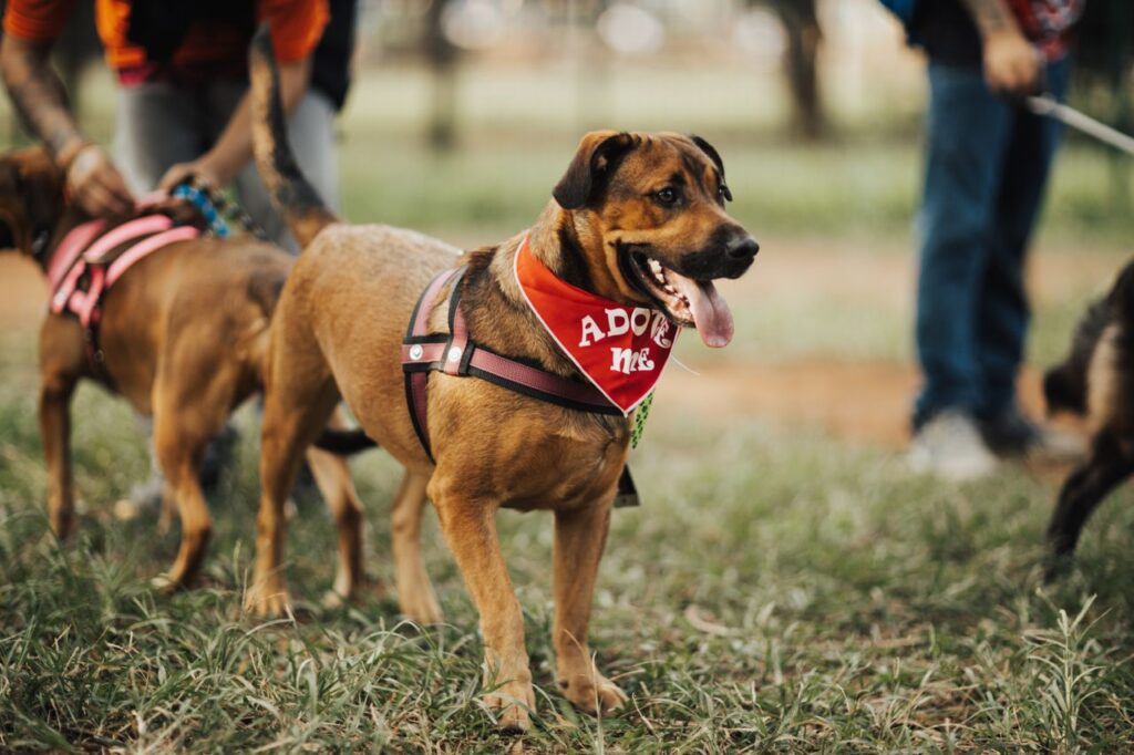 Crafting Captivating Headlines: Your awesome post title goes here A friendly dog wearing an 'Adopt Me' bandana at a park, seeking a new home.