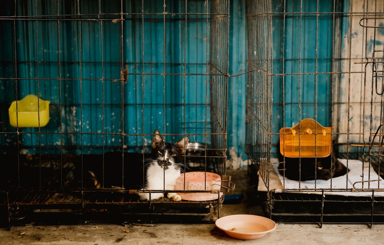 Black and white cat lying down in a metal cage behind bars with an orange water dispenser nearby.