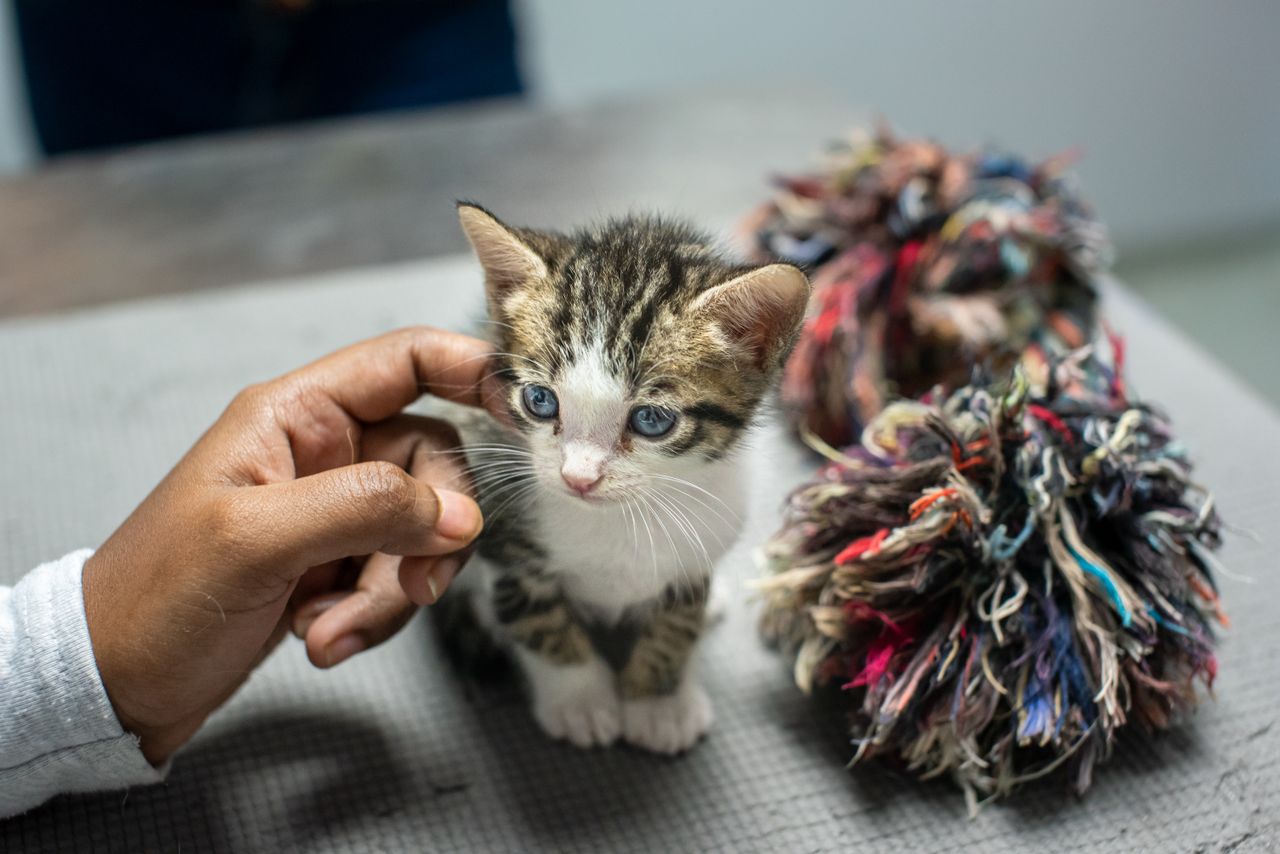 Charming portrait of a kitten being petted at a shelter in Trinidad, showcasing adoption warmth.