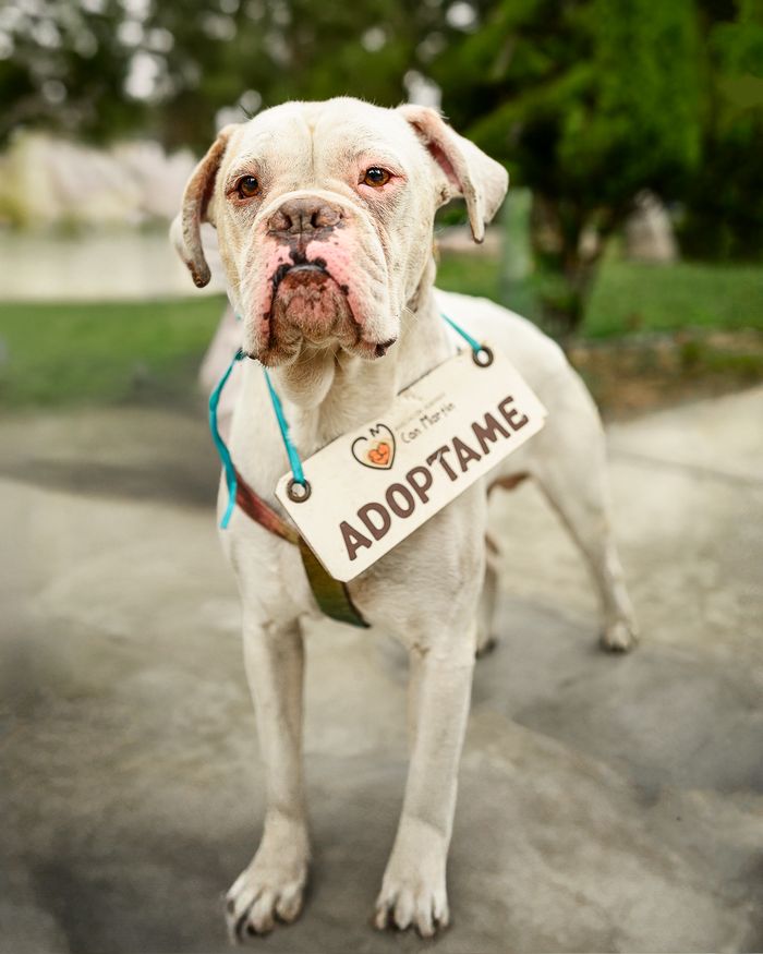 A lovable dog wearing an 'Adopt Me' sign, inviting adoption in an outdoor setting in Peru.